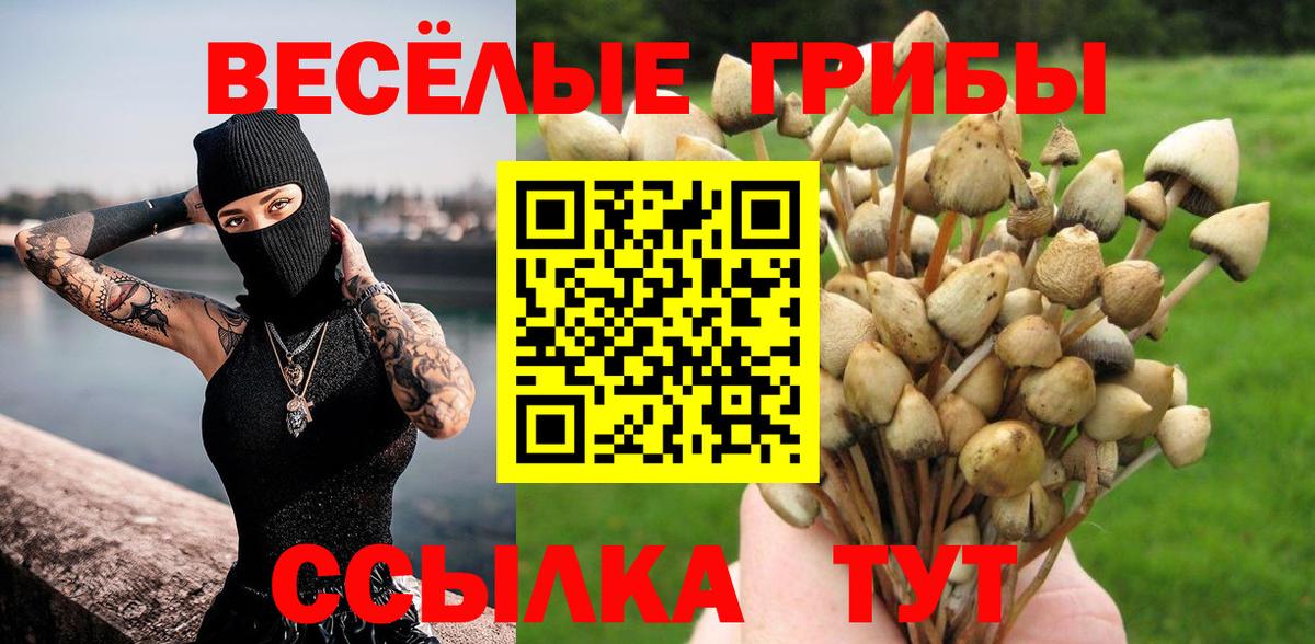 Галлюциногенные грибы Psilocybe Волоколамск